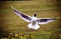 Black headed gull, New Forest, Hampshire